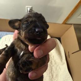 Boy Two - Wild boar male Dachshund puppy in Marinette/Green Bay, Wisconsin from Incahoots Smooth and Wirehaired Dachshunds