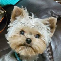 Taco - Yorkshire Terrier