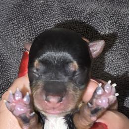 Boy 1 - Black and tan male Yorkshire Terrier puppy in Gatesville, Texas from Schultz Yorkies byGrace