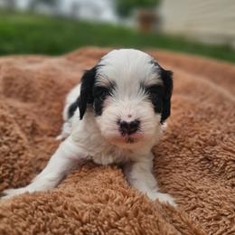 Liberty - Merle female Cavapoo puppy in Decatur, Illinois from Petite Pups