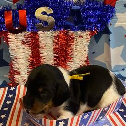 CAMI. CKC FULL RIGHTS - Black and cream female Dachshund puppy in Elizabethtown, Kentucky from Teeny Tiny Puppy Tails
