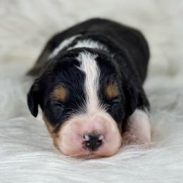 BTF1 - Black tri-color female Aussiedoodle puppy in Prague, Oklahoma from Classic K9’s  Aussies & Doodles