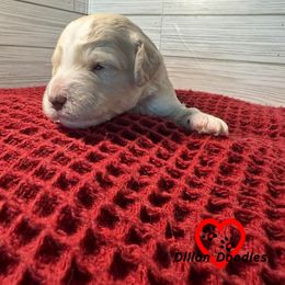 Luge - Cream male Goldendoodle puppy in Vacaville, California from Dillon Doodles