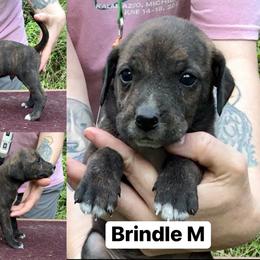 Brindle M - Brindle male Mountain Cur puppy in Georgetown, Ohio from Walnut Ridge Mountain Curs