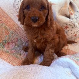 Puppy 3 - Apricot female Irish Doodle puppy in Bloomfield, Iowa from Schooley Doodles