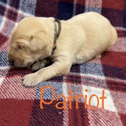 Boy 4 - Yellow Labrador Retriever puppy in Moyock, North Carolina from Rose Breyer Retrievers