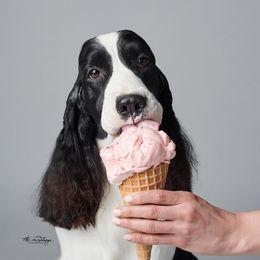 English Springer Spaniels from Stonehenge English Springer Spaniels