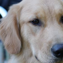 Feather - Golden Retriever