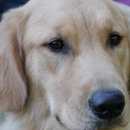 Feather - Golden Retriever