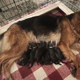 American Corgi and German Shepherd Puppies from Grace Ridge Shepherds and Corgis