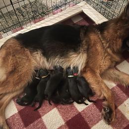 American Corgi and German Shepherd Puppies from Grace Ridge Shepherds and Corgis