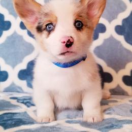 American Corgi and Pembroke Welsh Corgi Puppies from Whimsical Treasure Corgis