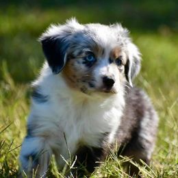 Toy Australian Shepherd puppies from Rhinestone Ranch