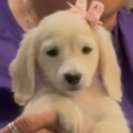 Dachshund All Grown Up from Neens Weens Kennels