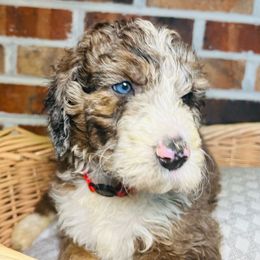 Stevie Nicks - Merle Bernedoodle puppy in Branson West, Missouri from Ozark Acres LLC