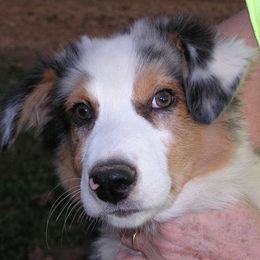 Australian Shepherd Puppies from Diamond B Kennels