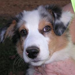 Australian Shepherd Puppies from Diamond B Kennels