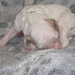 Maroon boy - male Poodle puppy in Griswold, Connecticut from Flatrock Kennels of CT