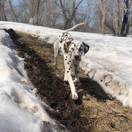 Dalmatian All Grown Up from Rosais Acres LLC