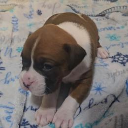 Girl 3 - Fawn female Boxer puppy in Temple, Georgia from B&B Boxers