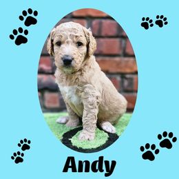 Andy - Apricot male Goldendoodle puppy in Harris County, Texas from Cute & Curly Doodles