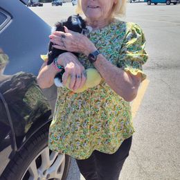Trace - formerly known as Snazzy or B-2 - Black and white male Shih Tzu puppy in Lostant, Illinois from Bella's Babies