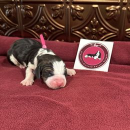 Pink Female - Black white and brown female Basset Hound puppy in Richland, Washington from Blessed Basset Hounds