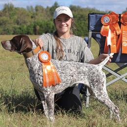 German Shorthaired Pointers from Sandem German Shorthaired Pointers