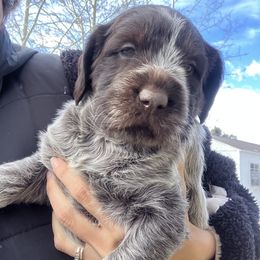 Ms. Brown - Brown and gray Wirehaired Pointing Griffon puppy in Belgrade, Montana from Griffons Out West