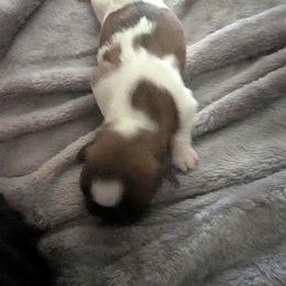 Shih Tzu Puppies from Hernandez Family Shih Tzus