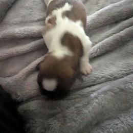 Shih Tzu Puppies from Hernandez Family Shih Tzus