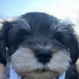 Miniature Schnauzers from Whitts Black Pearl Miniature Schnauzers