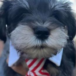 Miniature Schnauzers from Whitts Black Pearl Miniature Schnauzers