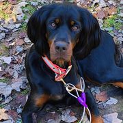 Ruby - Gordon Setter