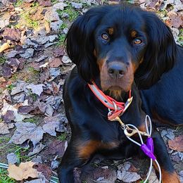 Ruby - Gordon Setter