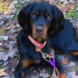 Ruby - Gordon Setter