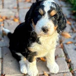Black Tri light red markings, Blue Eyes - Black tri-color male Aussiedoodle puppy in Parma, Idaho from Arena Valley Acres