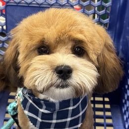 Shihpoos from Southern Bred Pups