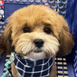 Shihpoos from Southern Bred Pups