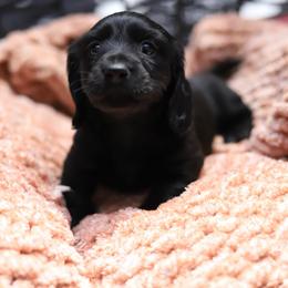 Josie - Black female Dachshund puppy in Eaton, Ohio from Miniature Alphas Dachshunds