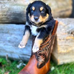 Freddy - Black tri-color male Australian Shepherd puppy in Salem, Oregon from Steady Aim Aussies