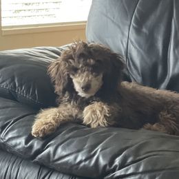 Goldendoodle and Poodle Puppies from Bells Doodles n Poodles