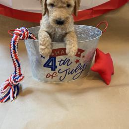 Goldendoodle Puppies from Dhalia’s Doodles