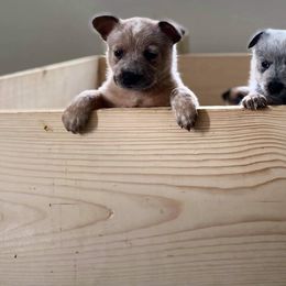 Australian Cattle Dog Puppies from Rising J Cattle Dogs