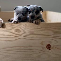 Australian Cattle Dog Puppies from Rising J Cattle Dogs