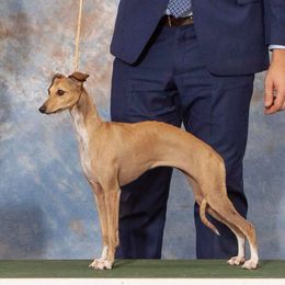 Gracie - Italian Greyhound