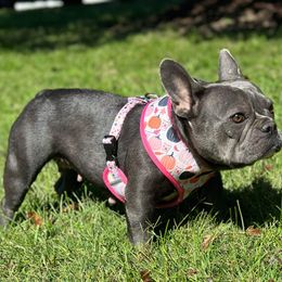 French Bulldog and Pug Puppies from Peachy Pugs