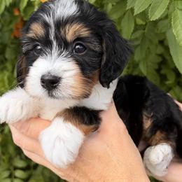 White girl.  (Guardian) - Tri-color female Bernedoodle puppy in Gilbert, Arizona from Azteddybeardoodles