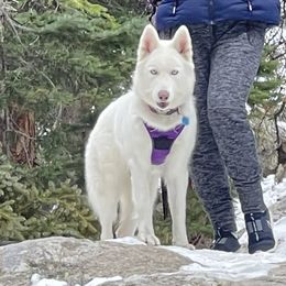 Luna - Siberian Husky