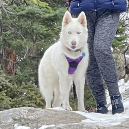 Luna - Siberian Husky